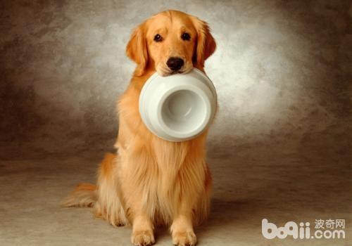 金毛犬