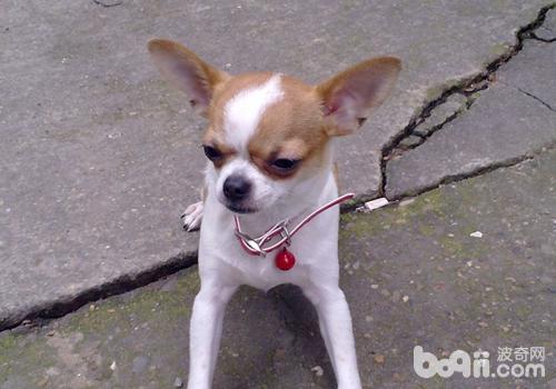 吉娃娃犬