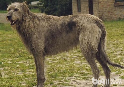 愛爾蘭獵狼犬