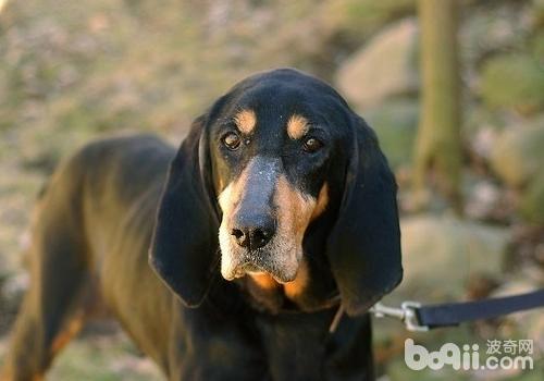 黑褐獵浣熊犬