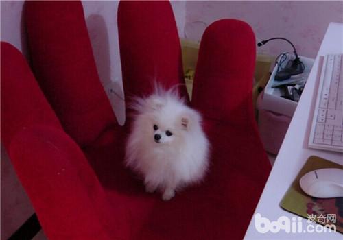 博美犬
