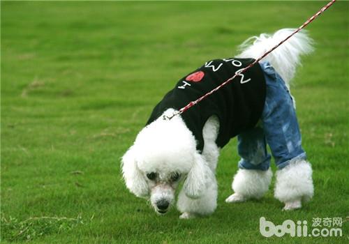 貴賓犬