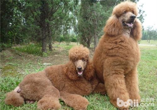 貴賓犬