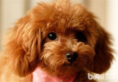 貴賓犬