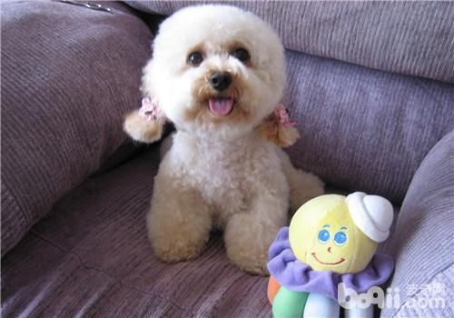 貴賓犬