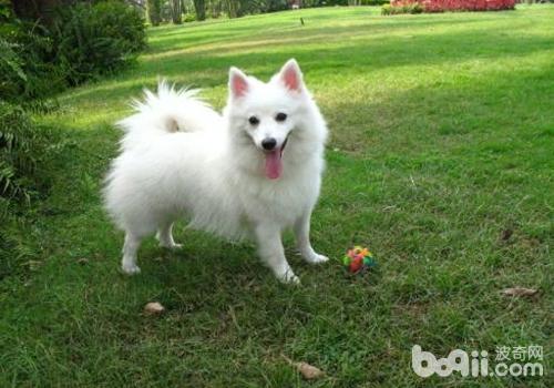 日本尖嘴犬