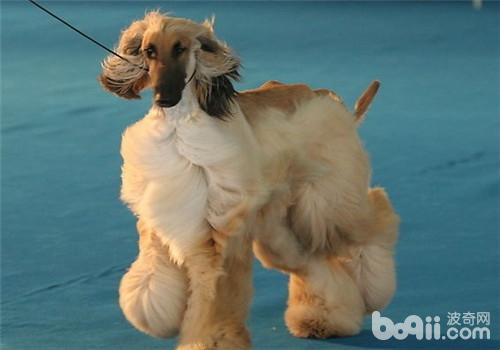 阿富汗獵犬