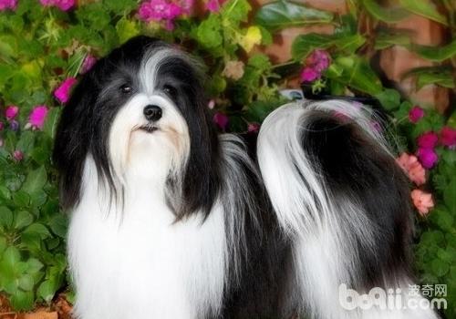 哈威那犬