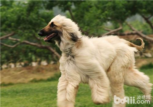 阿富汗獵犬