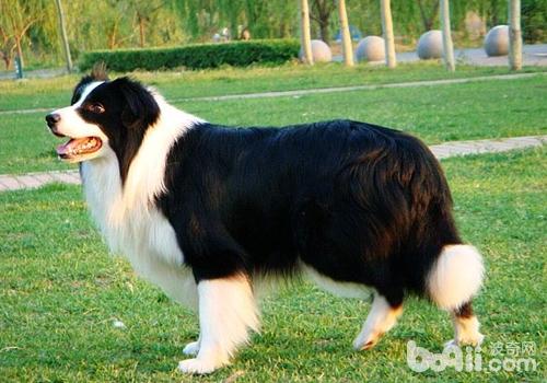 邊境牧羊犬