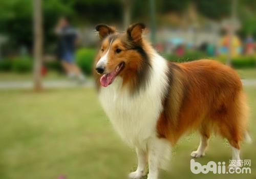 喜樂蒂牧羊犬