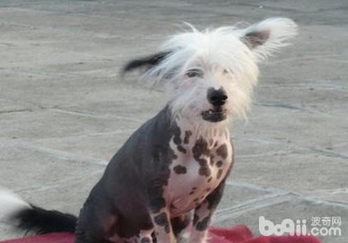中國冠毛犬