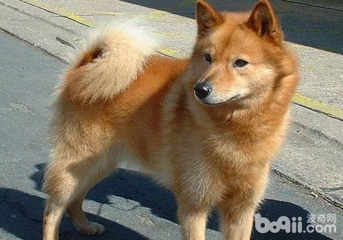 芬蘭獵犬