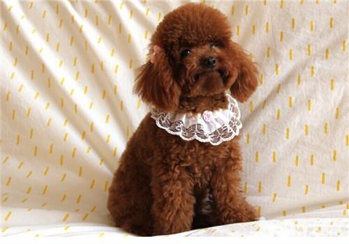 貴賓犬