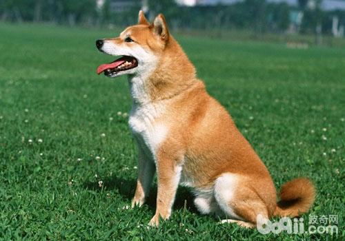 柴犬