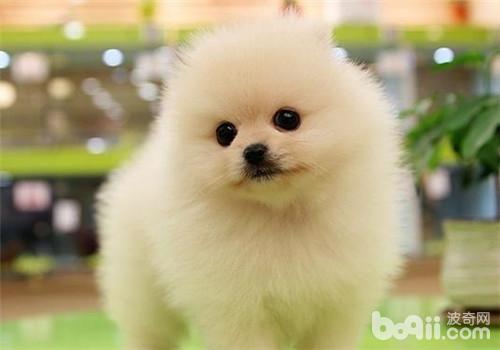 博美犬