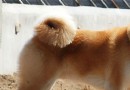 狗狗扁桃體炎的治療方法