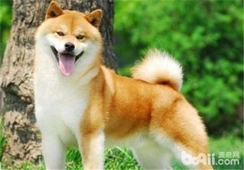 秋田犬
