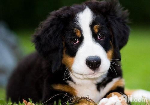伯恩山犬