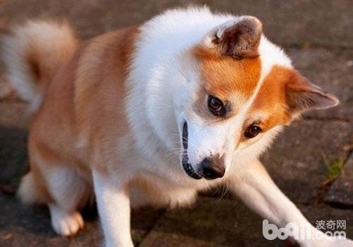 冰島牧羊犬