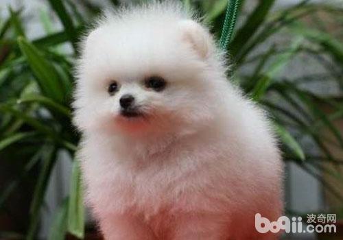 博美犬