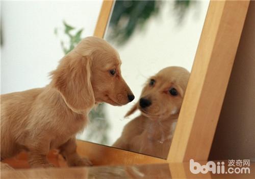 臘腸犬