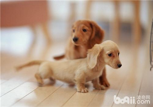 臘腸犬