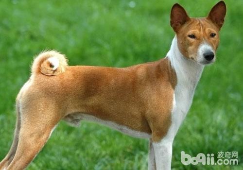 貝生吉犬