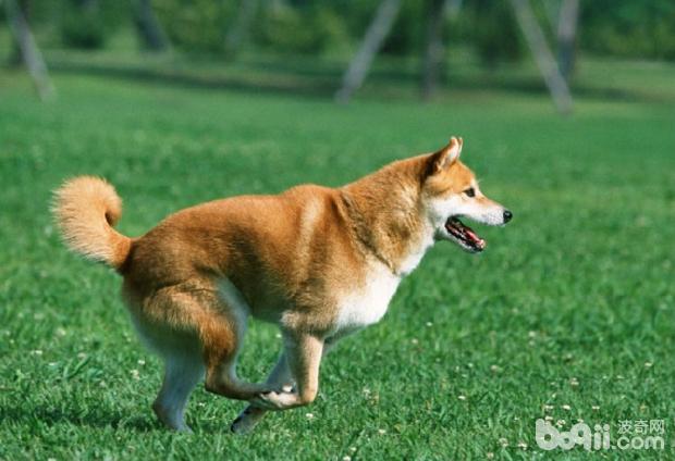 柴犬