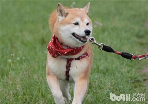 柴犬