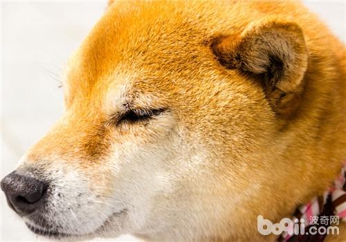 柴犬