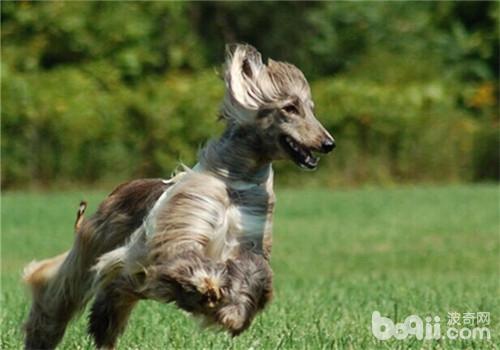 阿富汗獵犬