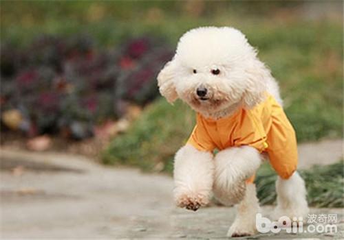 貴賓犬