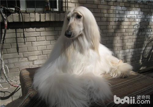 阿富汗獵犬