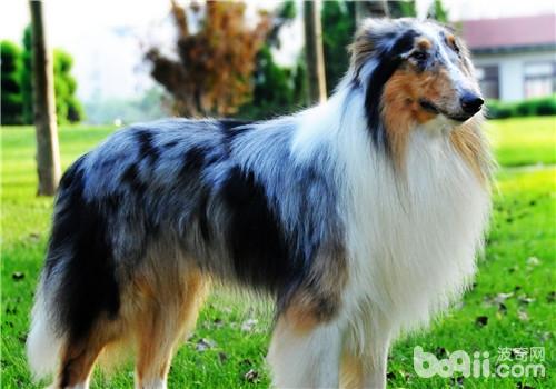 蘇格蘭牧羊犬