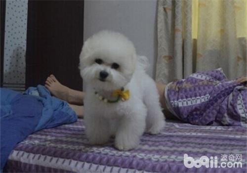 比熊犬