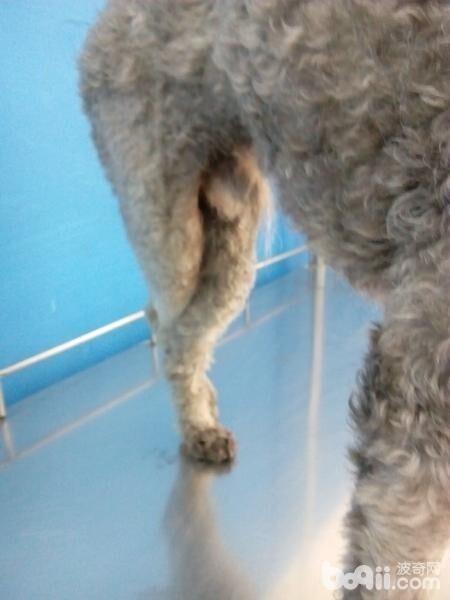 好發品種之一：泰迪犬。後肢不著地，肢跛