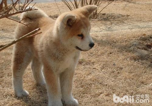 秋田犬