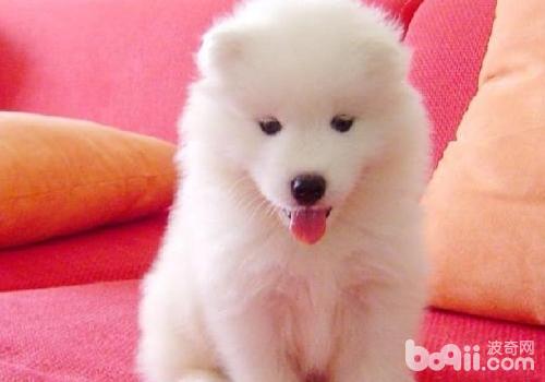 薩摩耶犬