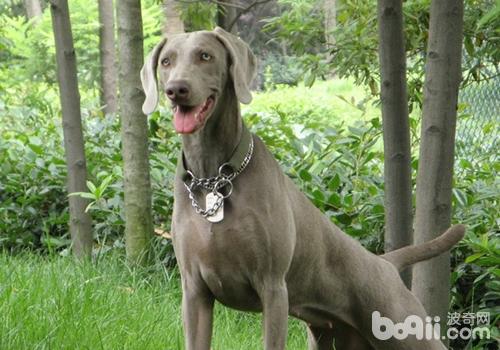 威瑪獵犬