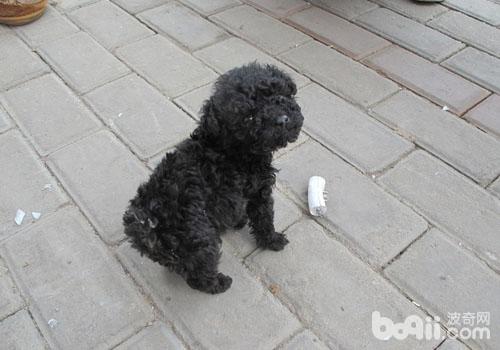 貴賓犬