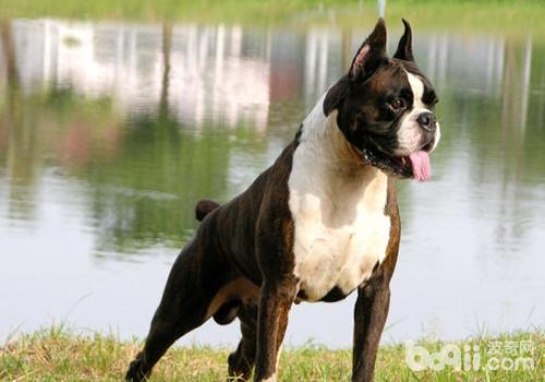 拳師犬