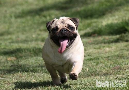 巴哥犬