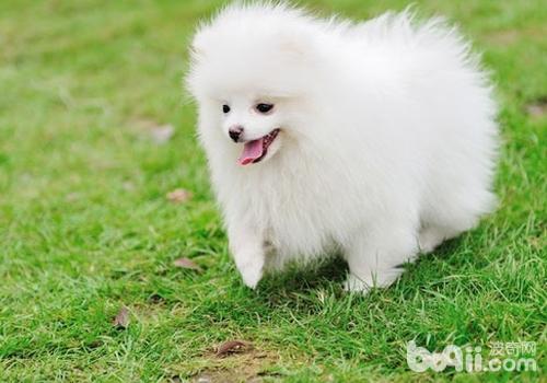 博美犬