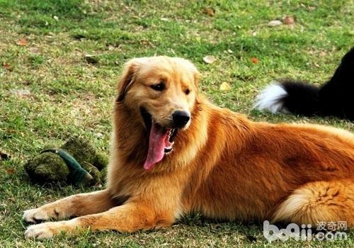 金毛犬