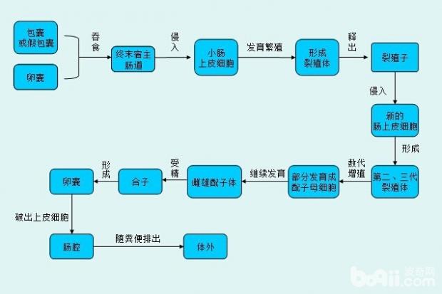 圖2  弓形蟲在終末宿主體內發育及有性繁殖過程