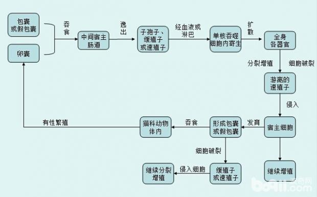 圖1  弓形蟲在中間宿主體內發育及無性繁殖過程