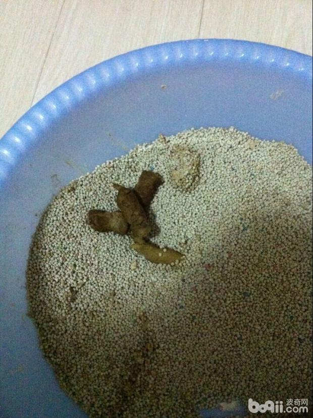 圖4  患病貓咪糞便是弓形蟲主要傳染源之一