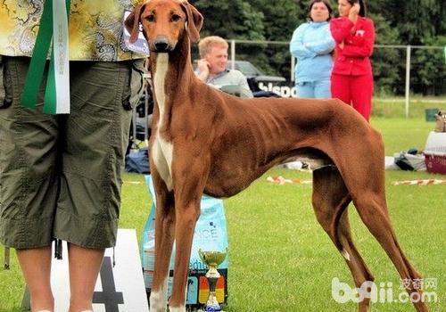 東非獵犬