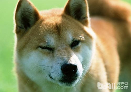 柴犬